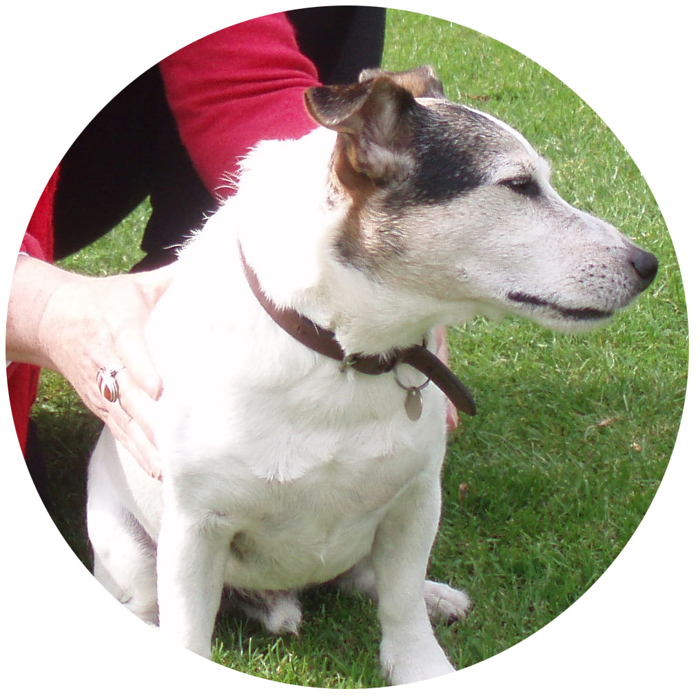 Dog activities and massage