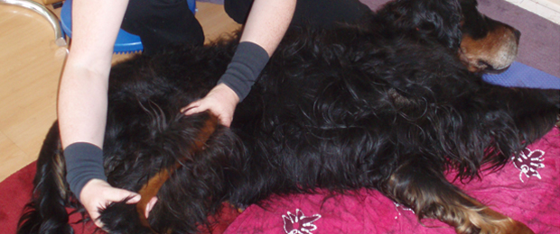 Canine Massage Therapy on Suilven