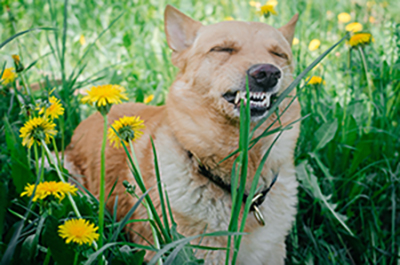 Zoopharmacognosy - Canine Massage Clinic & Workshops